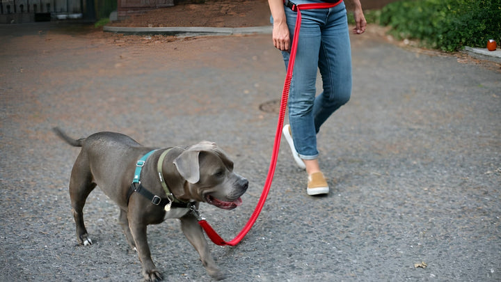 SAFE AND DURABLE PET LEASHES COLLECTION