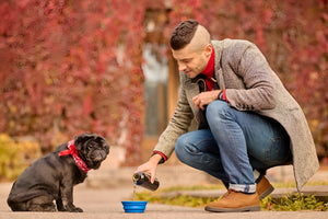 Feeding Supplies For Healthy And Happy Pets