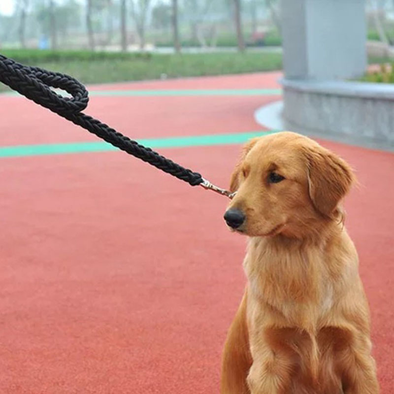 Eight Strand Braided Pet Walking Leash Durable Control Lead