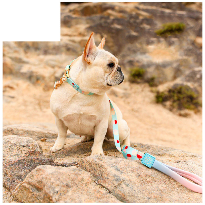Fashion Y Shaped Chest Strap Pet Leash