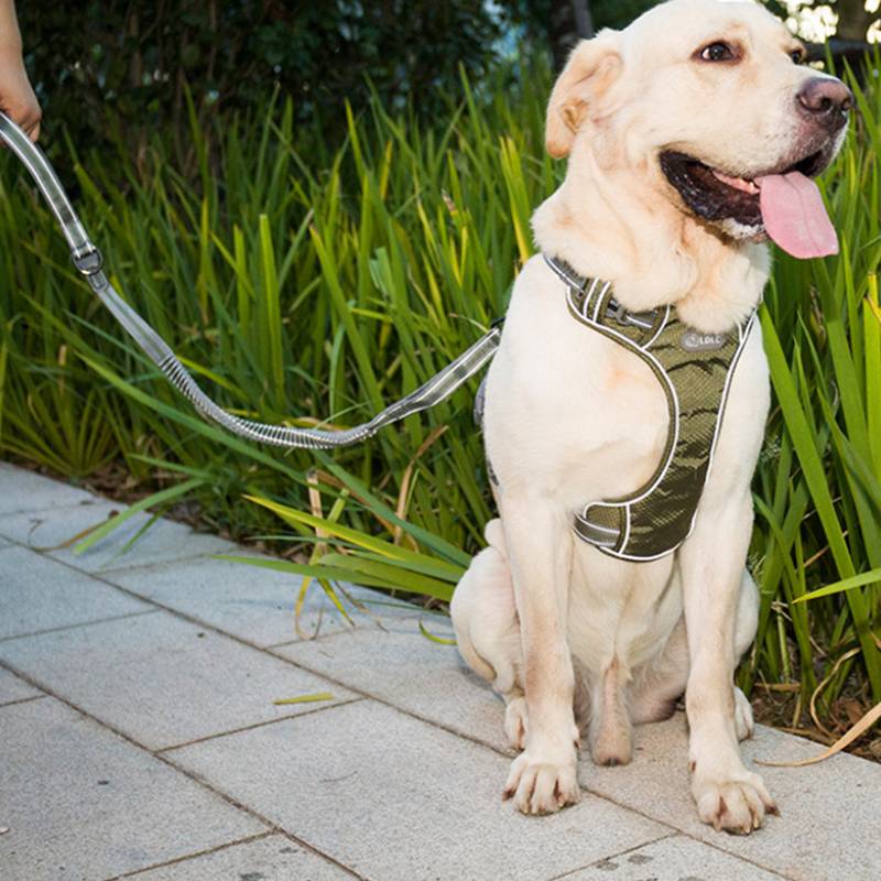 Fluorescent Explosion Proof Elastic Retractable Pet Leash