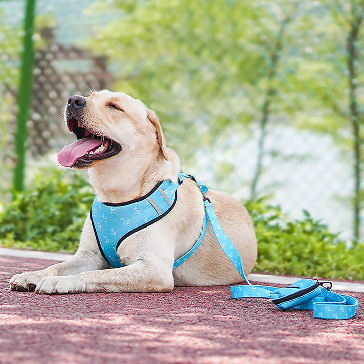 Bow Design Pet Leash Chest Harness